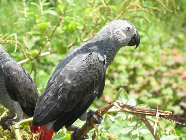 When a Parrot Doesn't Know the Word for Fire